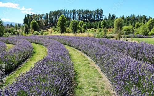 Between rows of Lavender - New Zealand