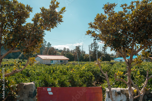 Countryside village, Jeju Olle Trail in Jeju island, Korea photo