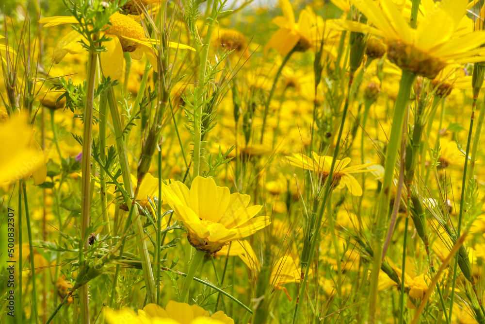 Yellow flowers Senecio vernalis and a bee collecting nectar close-up on a blurred green background. Selective focus Yellow flowers Senecio vernalis and a bee collecting nectar close-up on a blurred green background. Selective focus