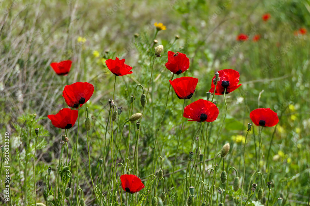View of a meadow with red poppies and white daisies. Soft Focus.
