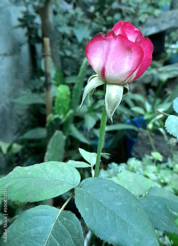 rosa, flor, rosa, huerta, naturaleza, rojo, flor, fábrica, amor, florecer, beldad, florecer, flora, rosa, verano, hojas, primavera, pétalo, brotar, macro, hermoso, floral, ramo