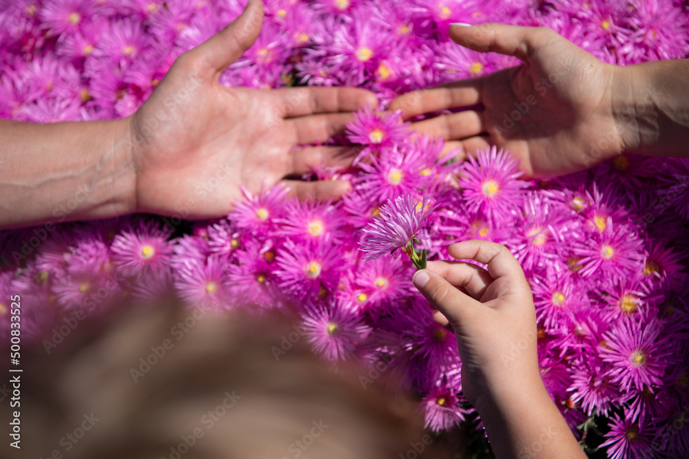 Fototapeta premium Spring family hands. Adult and child hands holding flowers. Violet chamomile background. Parents and kid hands together at pink asters flowers. Hands of Mother father and little baby close up.