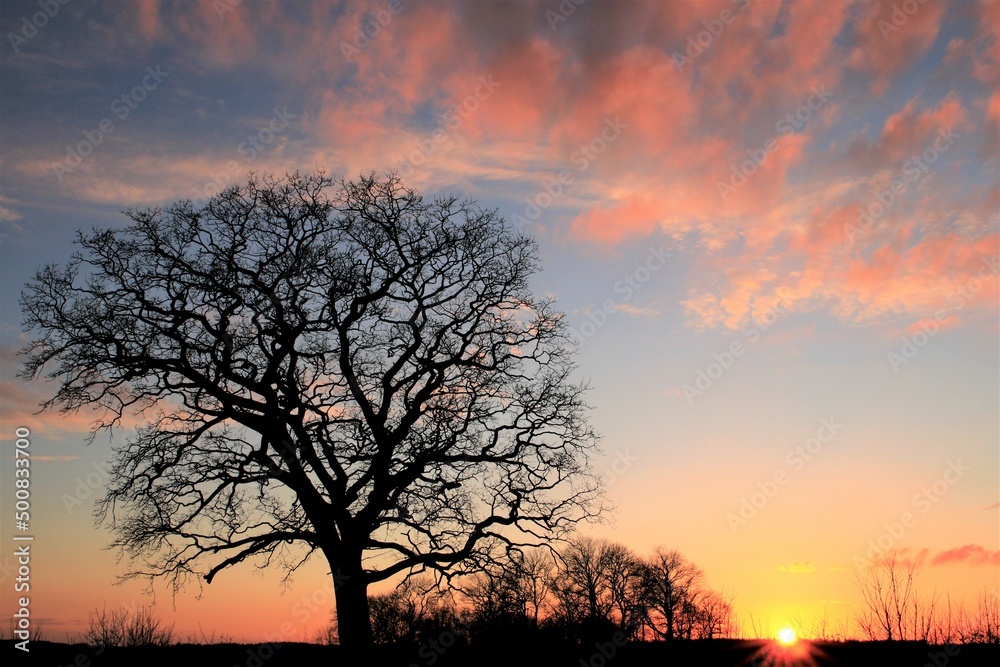 Baum Silhouette bei Sonnenuntergang, Baumbestattung