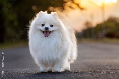 Fototapeta Naklejka Na Ścianę i Meble -  A white Japanese Spitz dog standing among  on street at sunset time