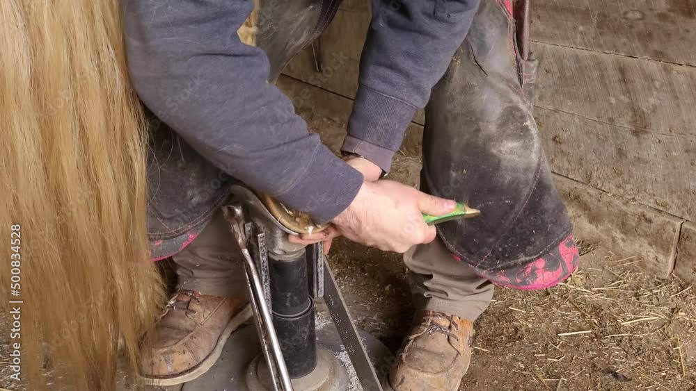 Farrier trimming horse's hoof with cutting tool inside stable, close up view Farrier trimming horse's hoof with cutting tool inside stable, close up view