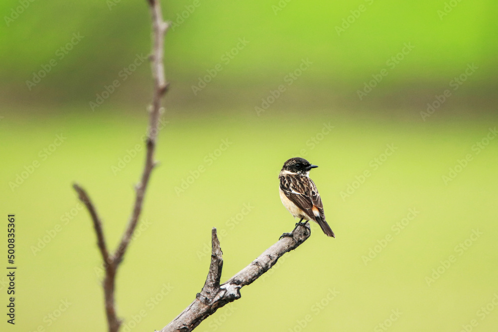 Fototapeta premium The Pied Bushchat on the branch