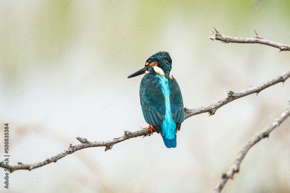 The common kingfisher on a branch
