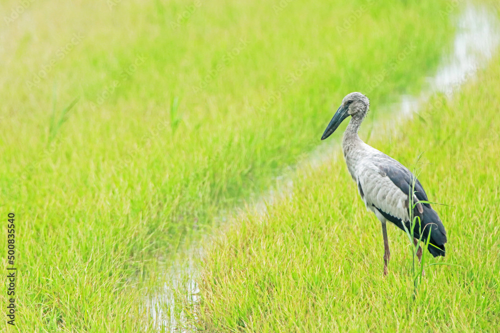 Fototapeta premium great blue heron on green field