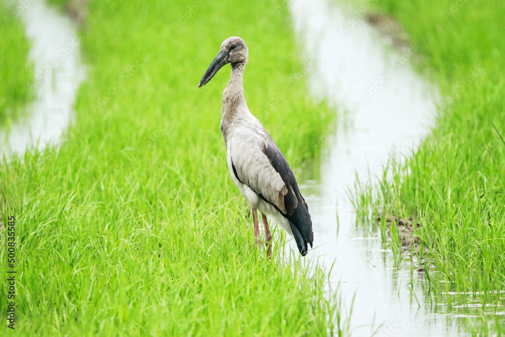 Fototapeta premium great blue heron on green field
