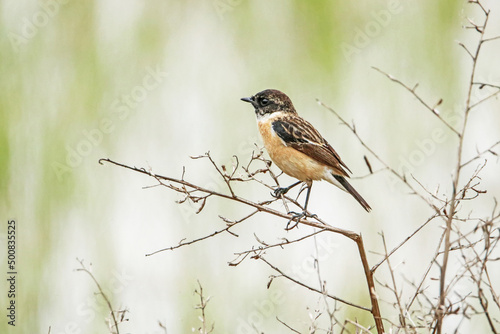 The Pied Bushchat on the branch
