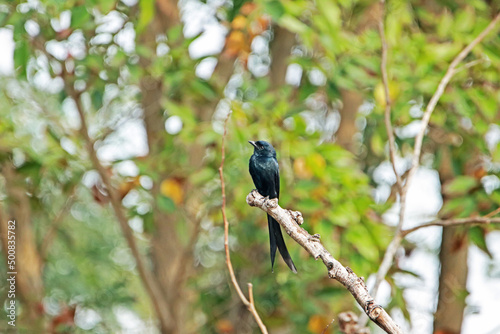 A drongo on a branch © Sarin