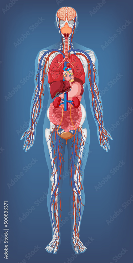 Anatomical Structure Human Body Stock Vector Biology Diagrams