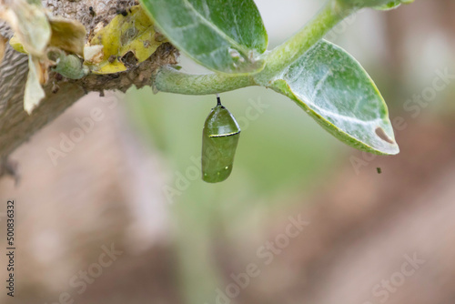 A monarch chrysalis hanging in a tree photo