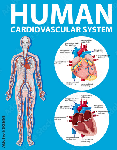 Human internal organ with heart