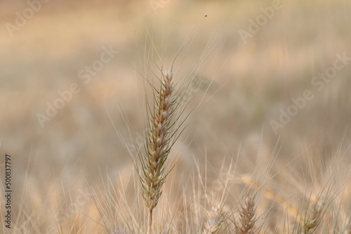 Close-up photo of Wheat pods or Wheat ear in wheat crop in the field  india