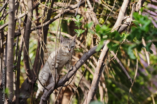 photo of a little tabby kitten climbing a tree
