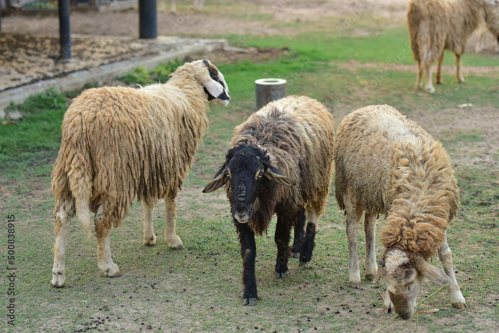 sheep on the grass in the corral. sheep on the grass in the corral.