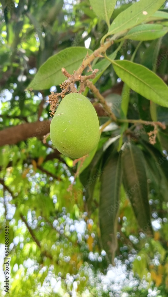 Green mango on the tree 