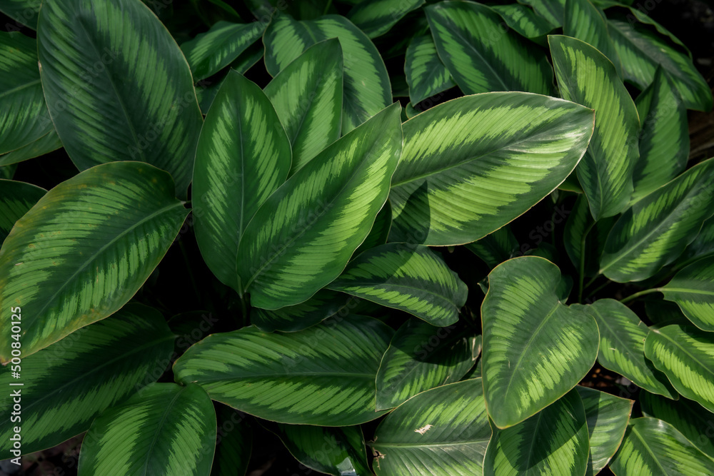 Thailand, Leaf, Nature, Plant, Backgrounds