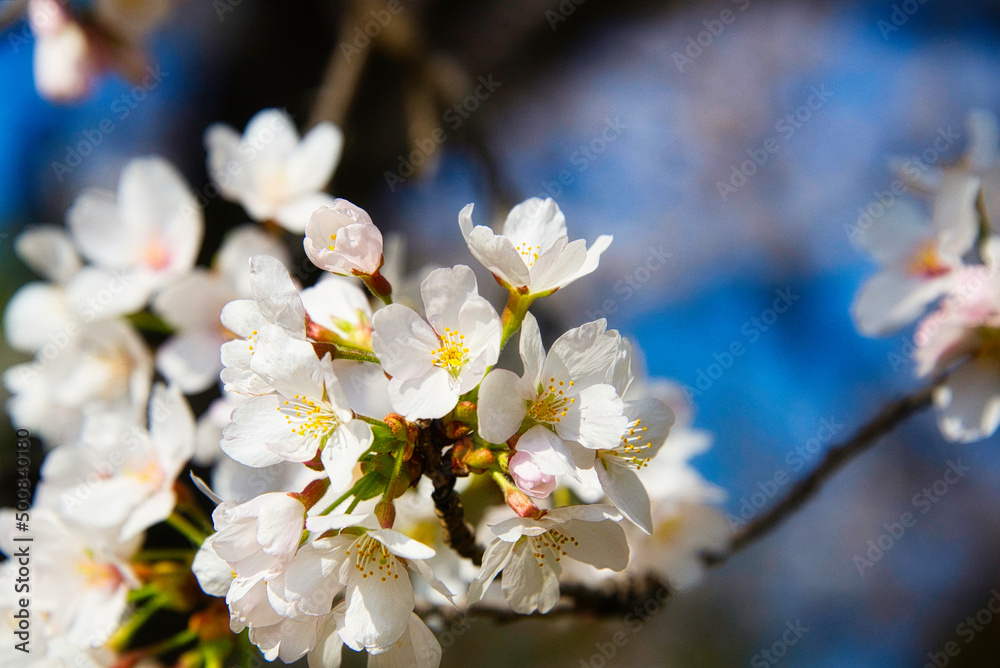 うららかな春の日に、満開の桜を眺ながら散歩する