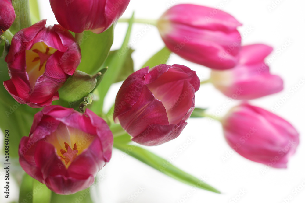 Bouquet of Pink Dutch Tulips Isolated on White Background