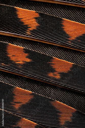 Photo abstract pattern of plumage on the wing of a woodcock close-up