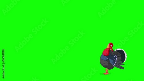 The turkey walks, gets scared and quickly runs away chroma key