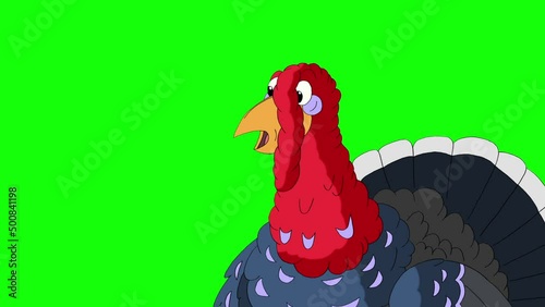 The turkey suddenly jumps out, screams and hides back chroma key