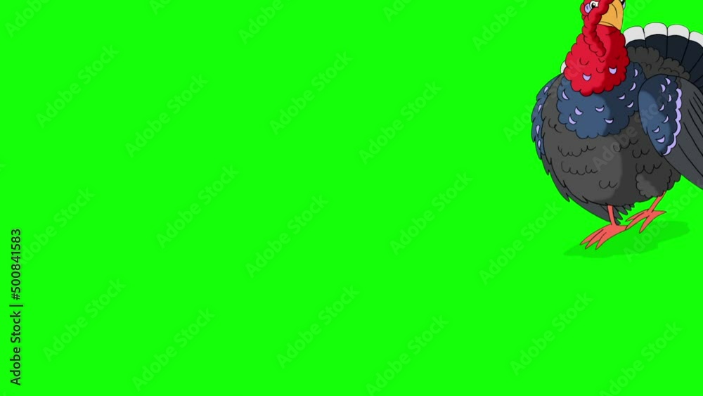 The turkey walks, stops and screams chroma key