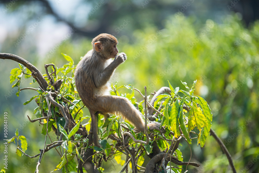 Fototapeta premium Kathmandu, Nepal- April 20,2022 : Rhesus Macaques monkeys on the ancient stupas of Swayambhunath temple high above Kathmandu.