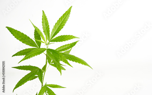 Green cannabis leaves isolated on white background with copy space