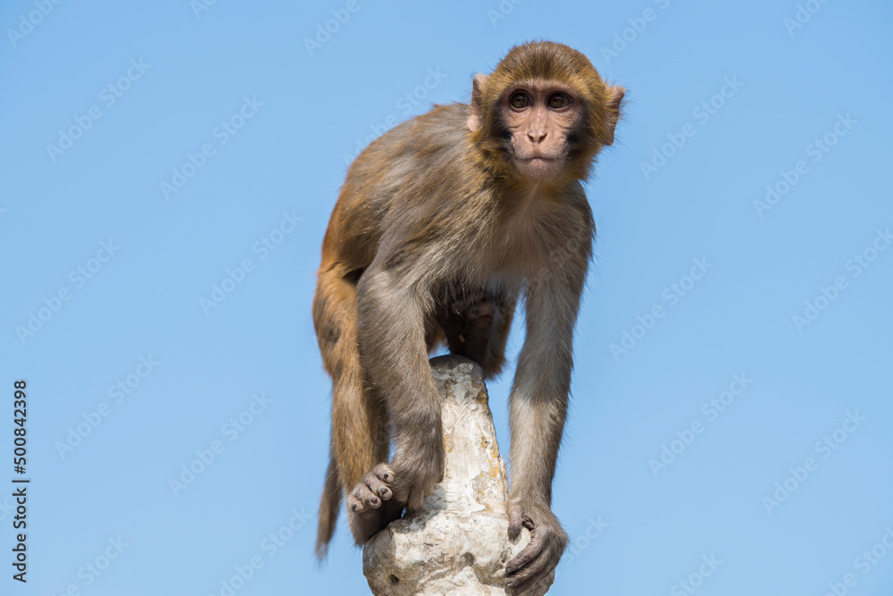 Naklejka premium Kathmandu, Nepal- April 20,2022 : Rhesus Macaques monkeys on the ancient stupas of Swayambhunath temple high above Kathmandu.