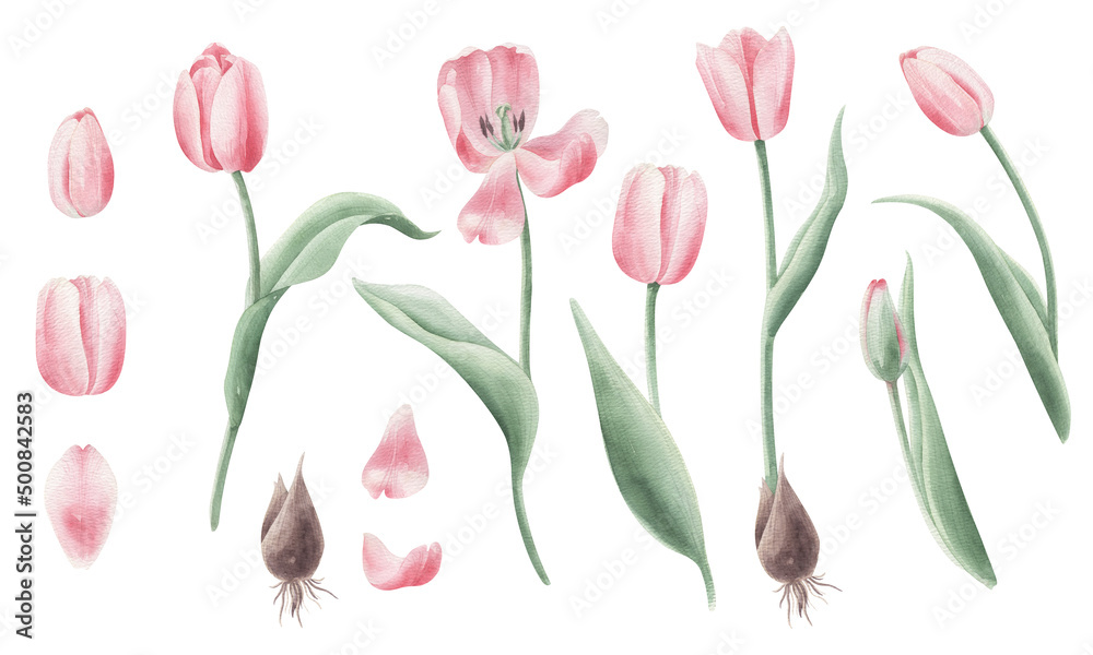 Set illustrations with watercolor pink tulips isolated on transparent background. Set illustrations with watercolor pink tulips isolated on transparent background.