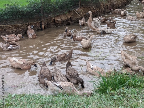 livestock ducks, or domestic ducks are several types of ducks or ducks (Anatidae) that are commonly raised or bred for duck meat and eggs. 