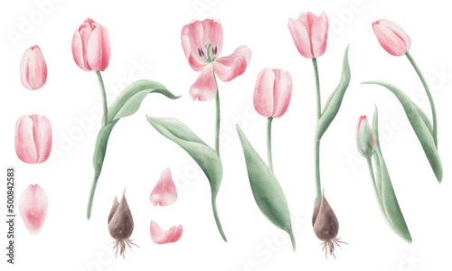 Set illustrations with watercolor pink tulips isolated on transparent background.