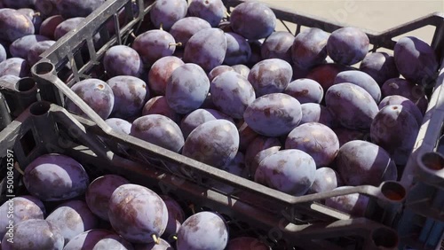 many boxes with a harvest of fresh plums