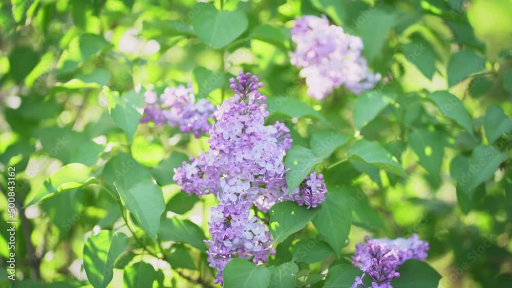 Blurred floral romantic spring background. Branches of flowering or blossoming lilac. Blooming flowers Syringa vulgaris. Blurred floral romantic spring background. Branches of flowering or blossoming lilac. Blooming flowers Syringa vulgaris.