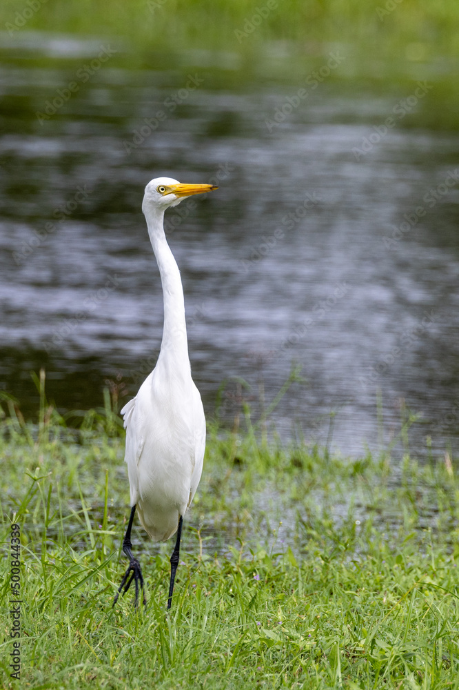Intermediate or Plumed Egret in Queensland Australia Intermediate or Plumed Egret in Queensland Australia