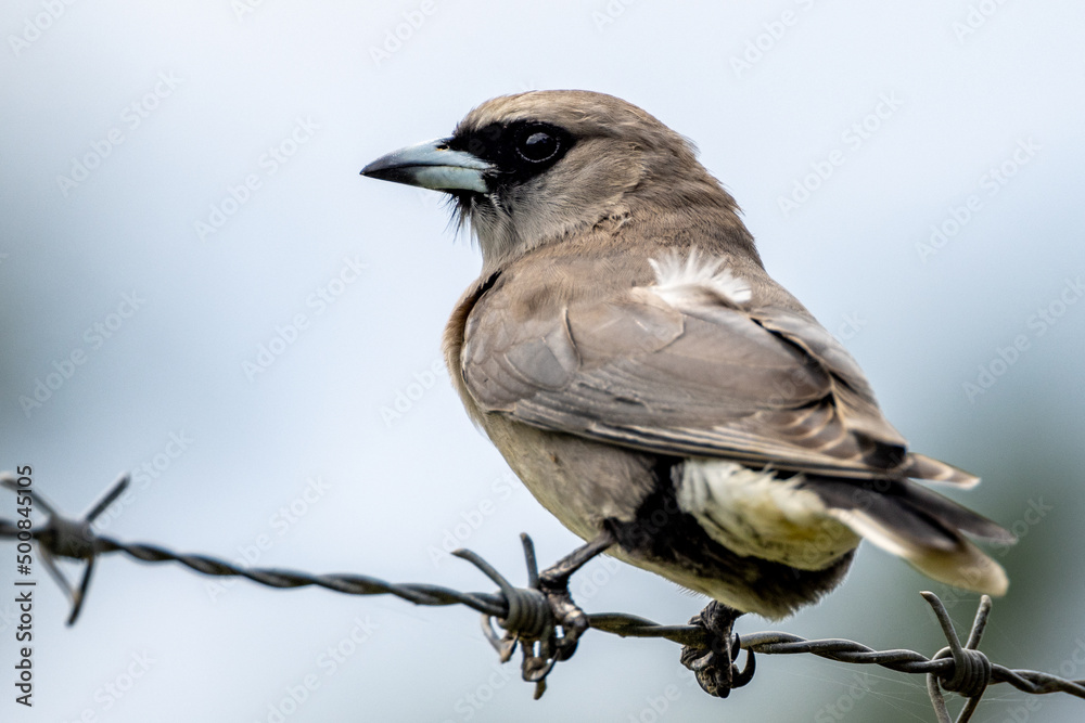 Fototapeta premium Black-faced Woodswallow in Queensland Australia
