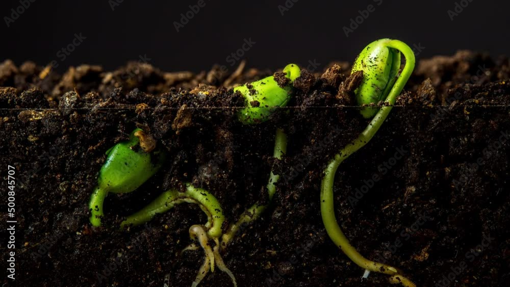 Soy beans sprouting from soil time lapse on black