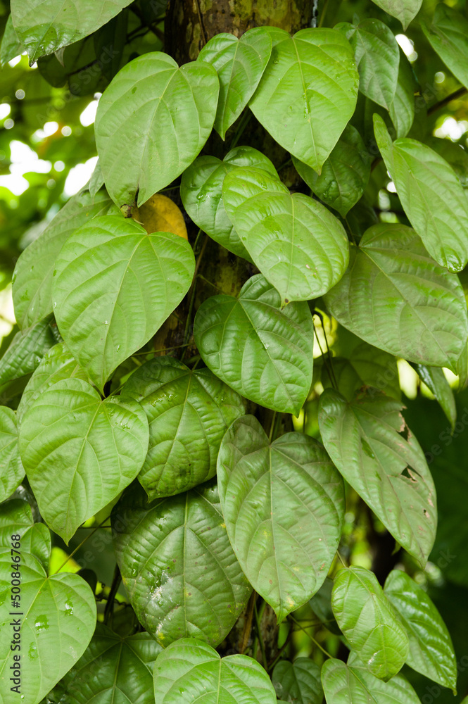 Pepper plant with water droplets on leaves Pepper plant with water droplets on leaves