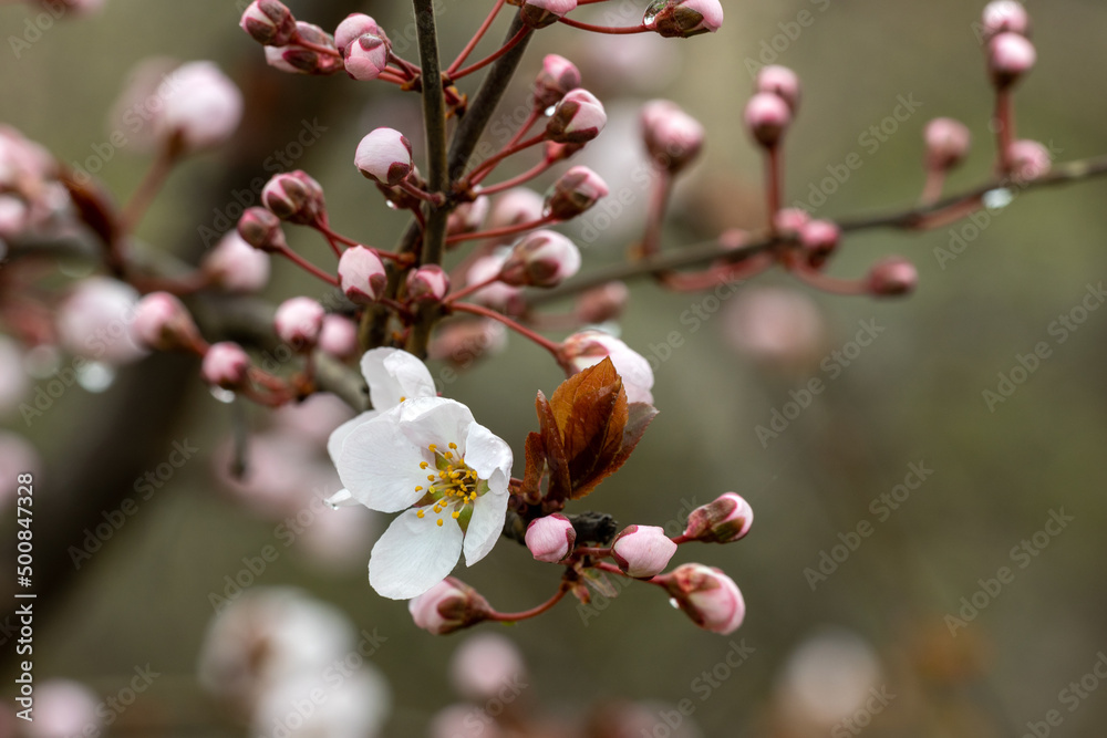 Blooming apricot tree. Soft focus. Spring colors of nature. Blooming apricot tree. Soft focus. Spring colors of nature.