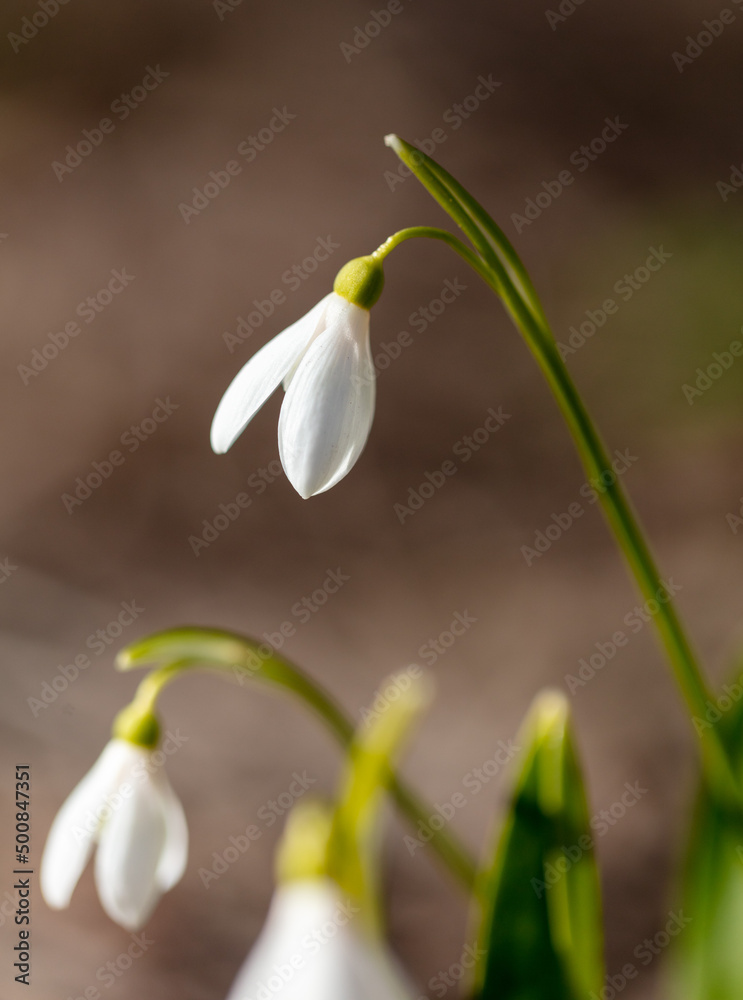 White snowdrop flower in nature. White snowdrop flower in nature.