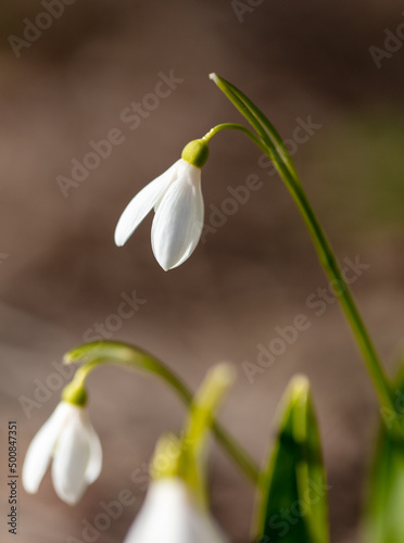 White snowdrop flower in nature.