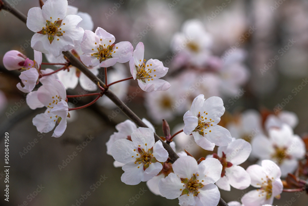 Blooming apricot tree. Soft focus. Spring colors of nature. Blooming apricot tree. Soft focus. Spring colors of nature.