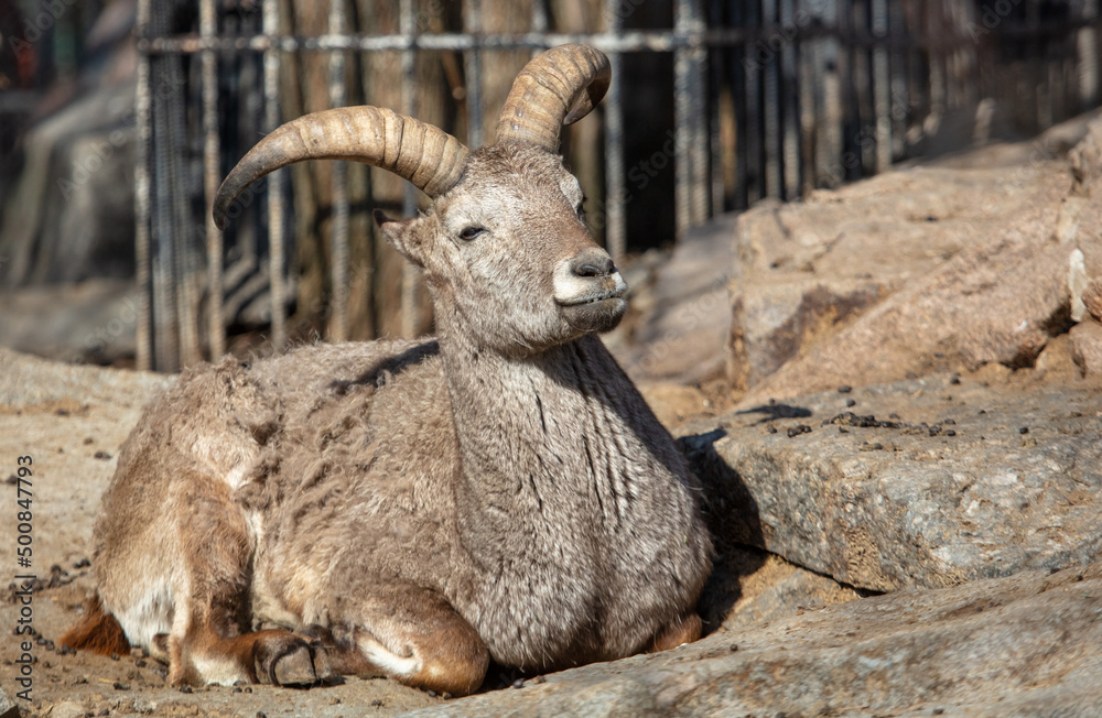 Mountain goat portrait in nature.