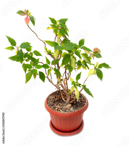 Houseplant in a pot on a white