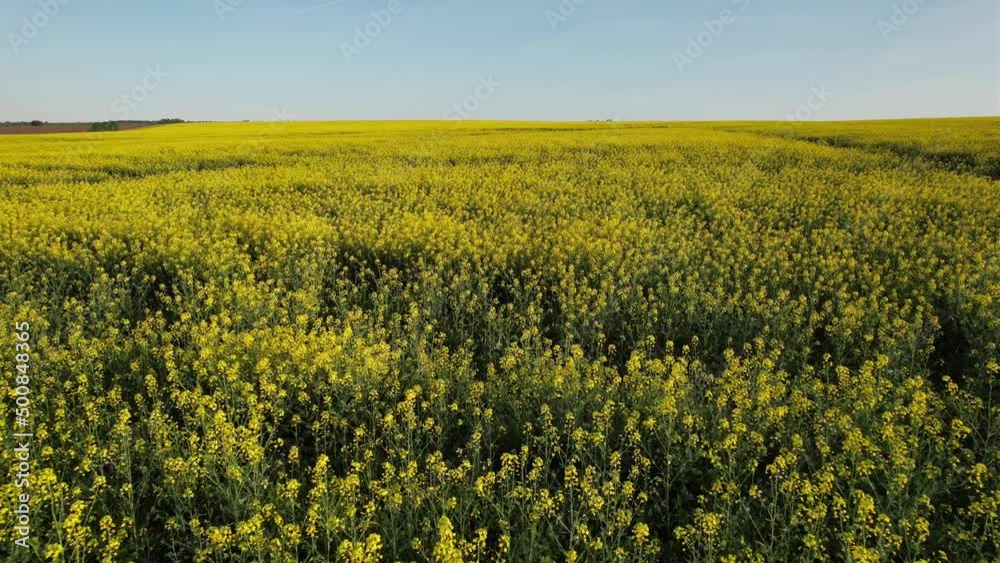 Aerial view over a crop of Rapeseed on a bright sunny day Aerial view over a crop of Rapeseed on a bright sunny day