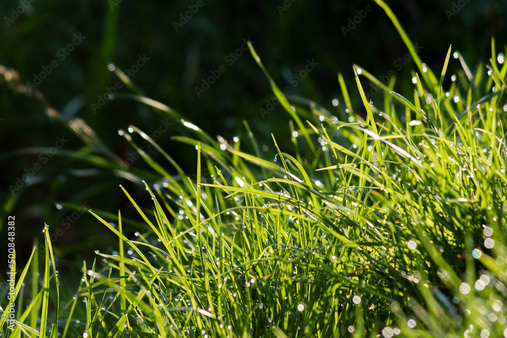 Obraz premium dew drops on the grass in the natural environment. wet green plants outdoor. spring fresh nature background