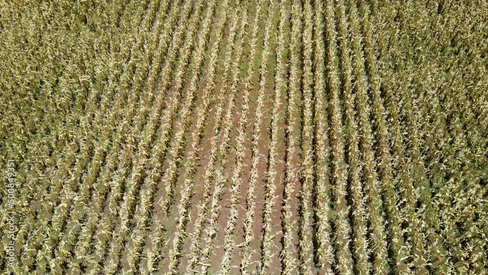 Aerial drone view of the corn-maize farm in Rural Kenya Aerial drone view of the corn-maize farm in Rural Kenya